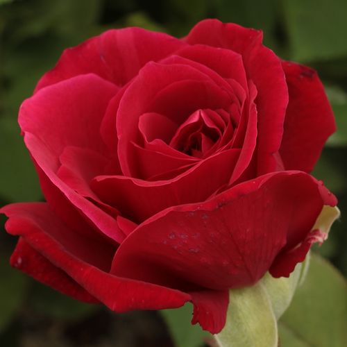 Shop - Rosa American Home™ - rot - teehybriden-edelrosen - mittel-stark duftend - Morey, Jr., Dennison H - Ihre Blüten haben einen Durchmesser von 12 cm und düften stark. Sie sind samt karminrot und bestehen aus etwa 51 Blütenblättern. Die Stacheln auf ih